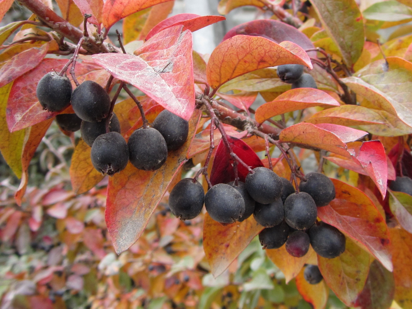 Image of Cotoneaster lucidus specimen.