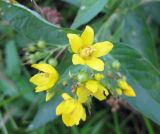 Lysimachia vulgaris. Соцветие. Украина, Волынская обл., Ратновский р-н, юго-западные окрестности с. Окачево, левый берег р. Припять, луг. 29 июля 2010 г.