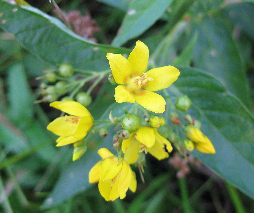 Изображение особи Lysimachia vulgaris.