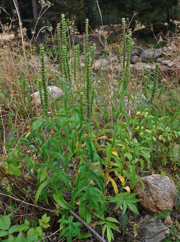 Image of Veronica longifolia specimen.