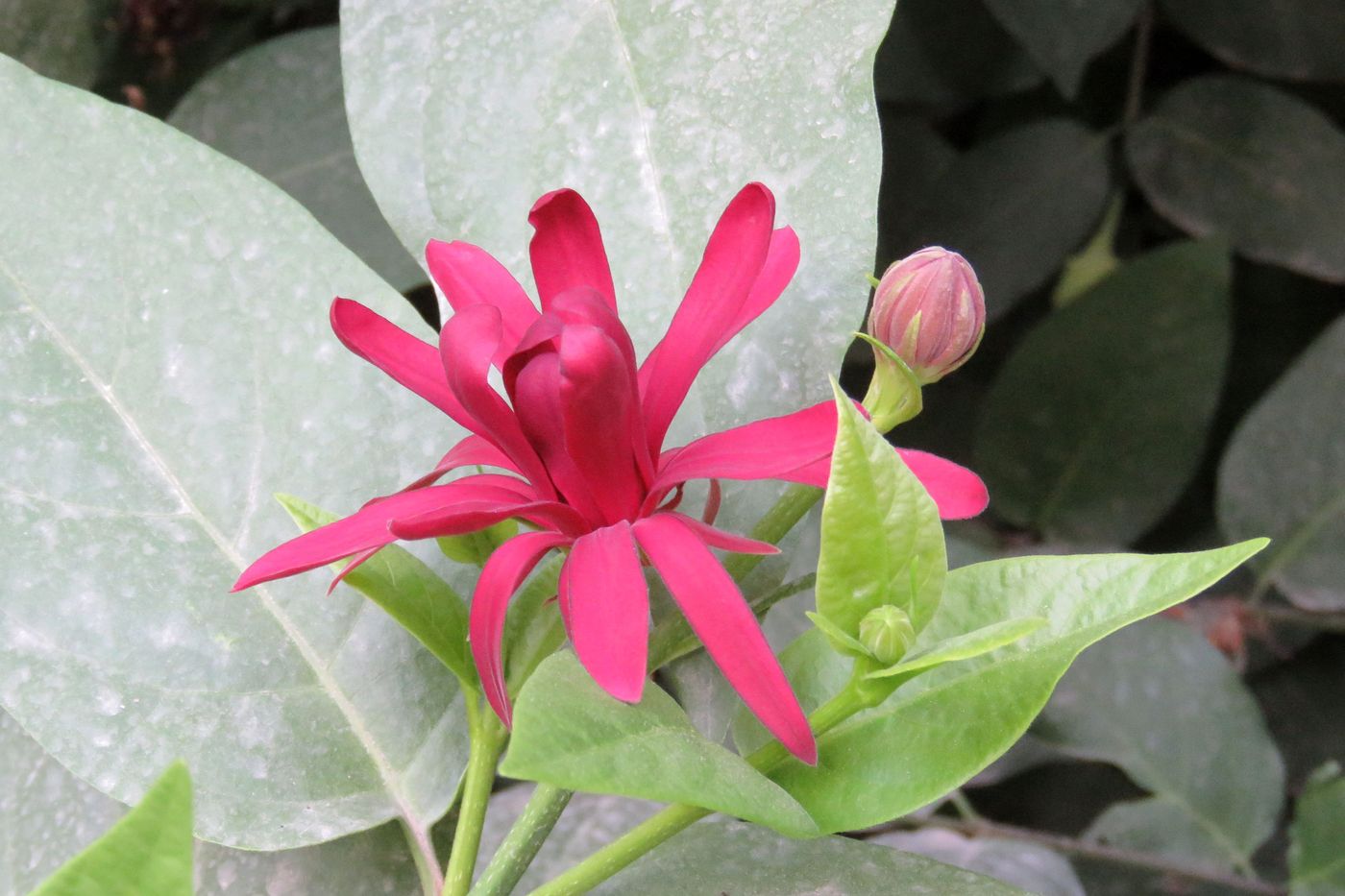 Image of Calycanthus floridus specimen.