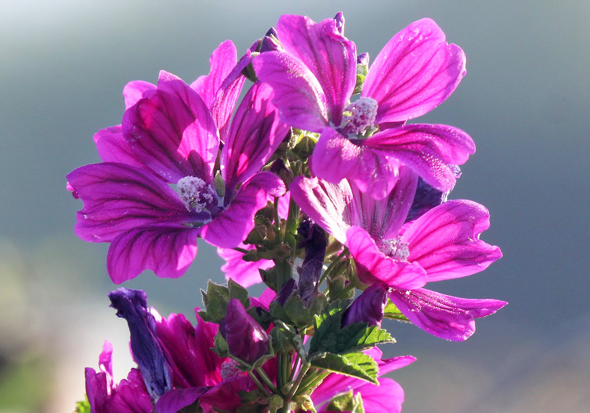 Image of Malva mauritiana specimen.