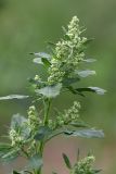 Chenopodium album. Верхушка цветущего растения. Карельский перешеек, окр. Сертолово, посевное поле, на краю грунтовой дороги. 04.07.2020.