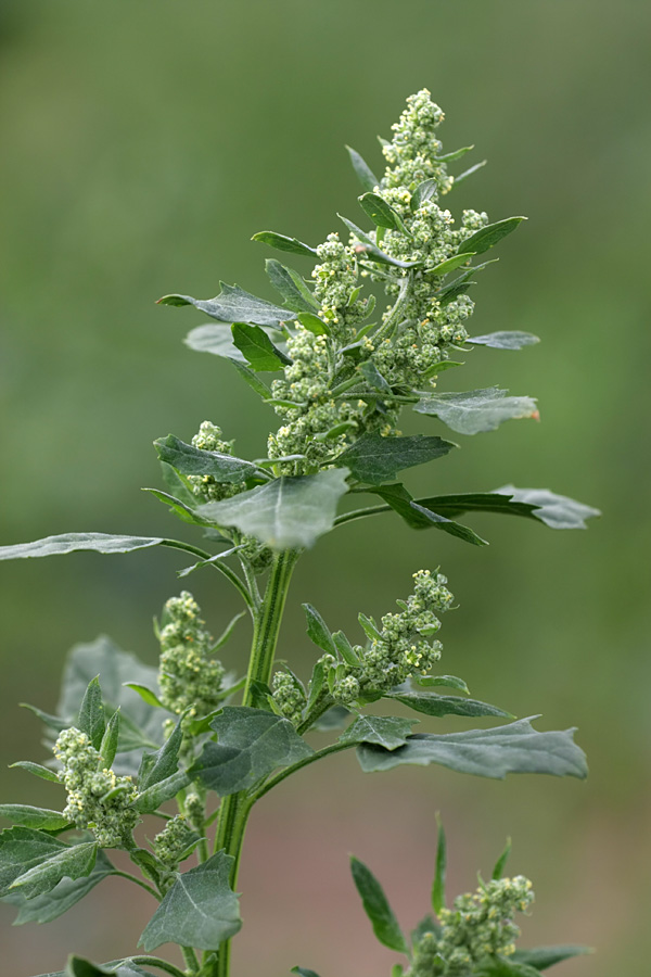 Изображение особи Chenopodium album.