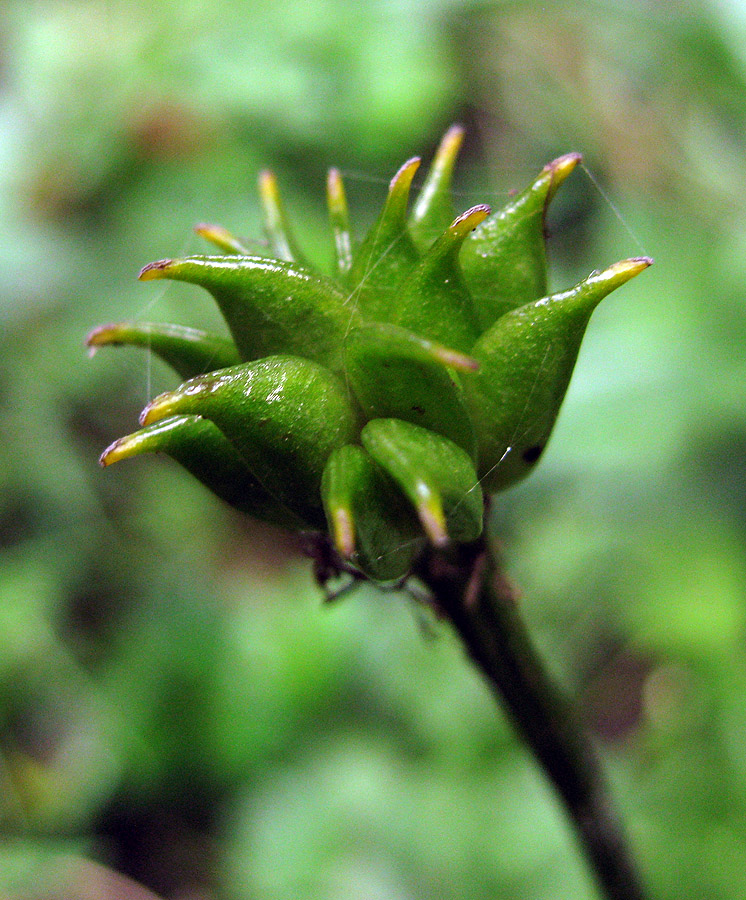 Image of Caltha palustris specimen.