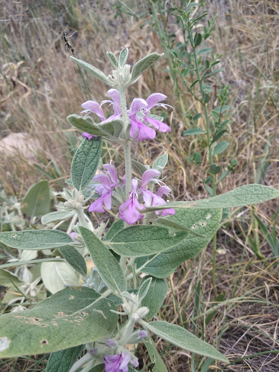Image of Phlomis thapsoides specimen.