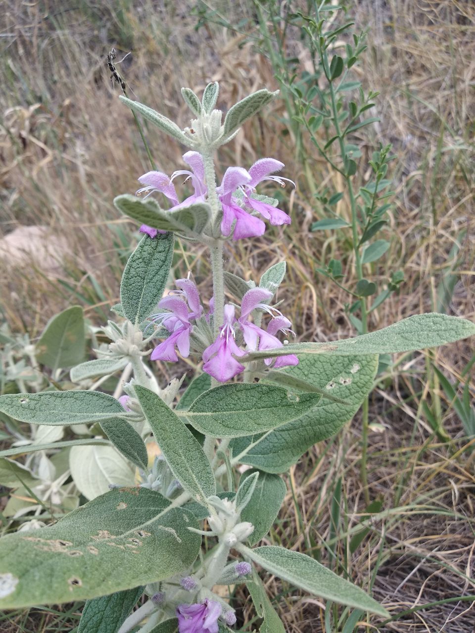 Изображение особи Phlomis thapsoides.