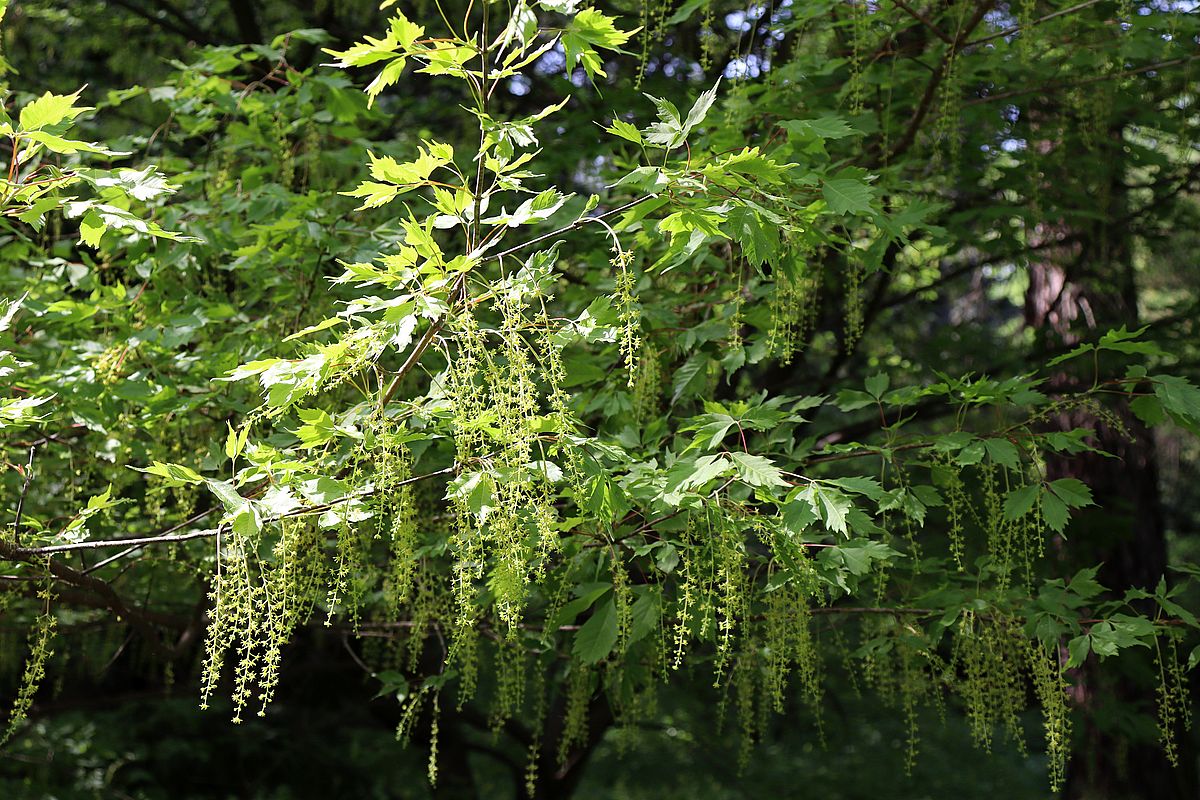 Image of Acer cissifolium specimen.