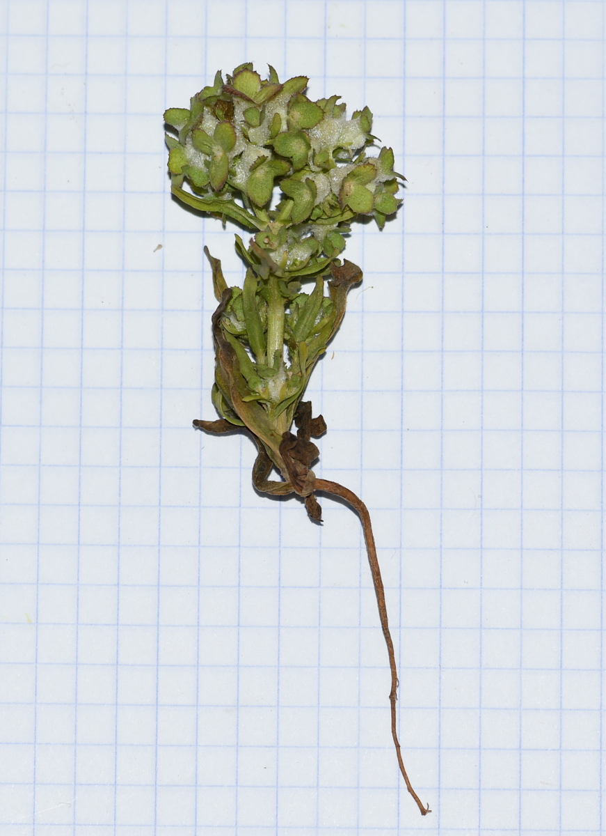 Image of Valerianella dufresnia specimen.