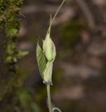 Passiflora ligularis