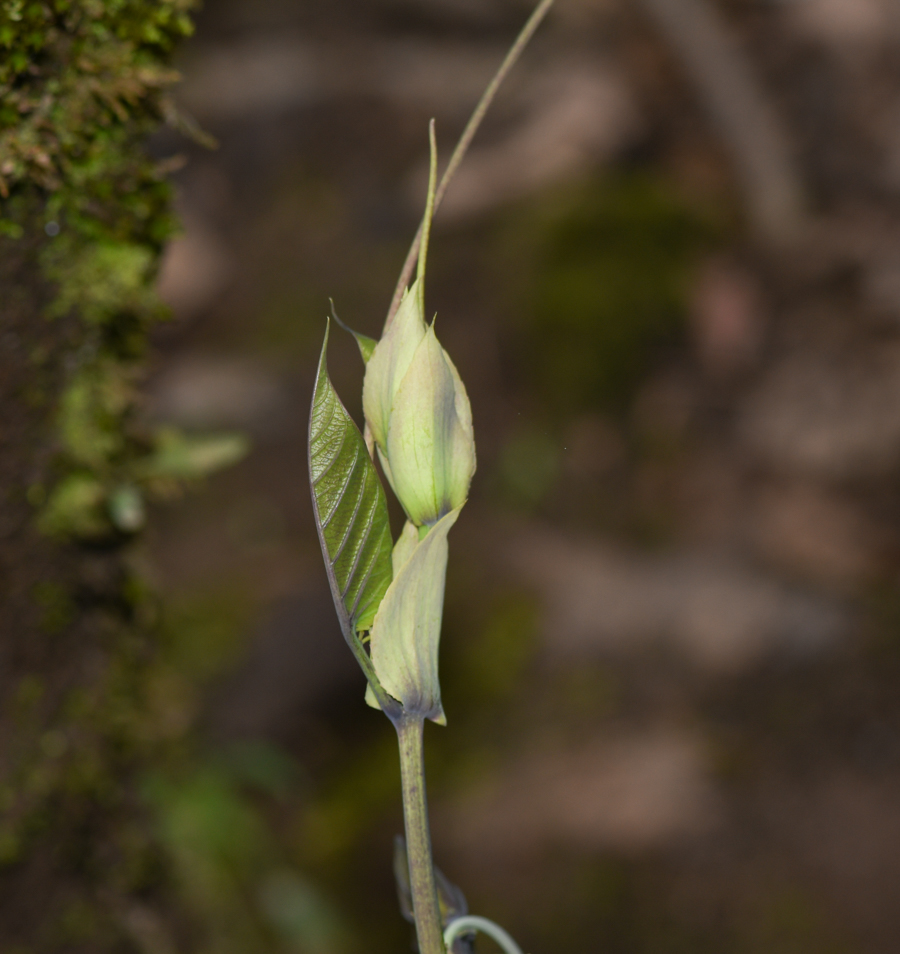 Изображение особи Passiflora ligularis.