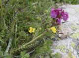 Pedicularis pyrenaica. Цветущее растение. Испания, автономное сообщество Каталония, провинция Жирона, комарка Рипольес, муниципалитет Сеткасес, курорт \"Вальтер 2000\", ≈2200 м н.у.м., склон горной долины. 24.06.2021.