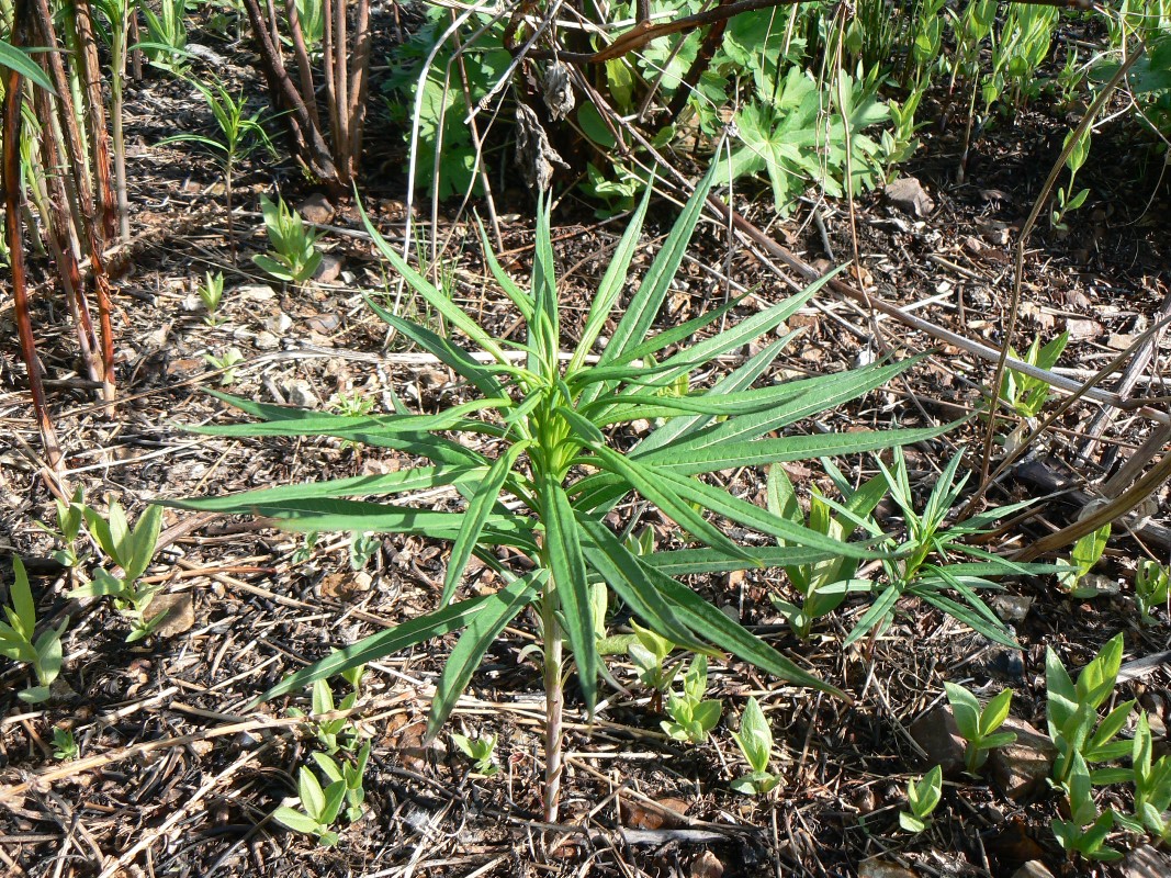 Image of Chamaenerion angustifolium specimen.