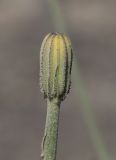 Crepis sonchifolia. Верхушка побега с развивающимся соцветием. Дагестан, Лакский р-н, окр. с. Шовкра, сланцевая осыпь. 22 июня 2021 г.