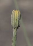 Crepis sonchifolia