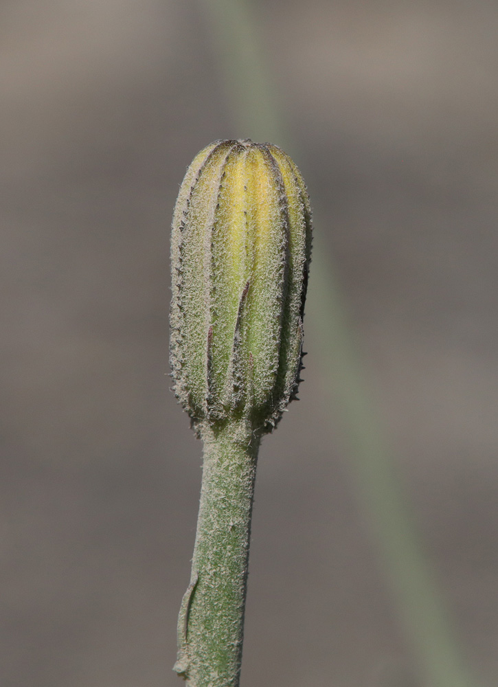 Изображение особи Crepis sonchifolia.