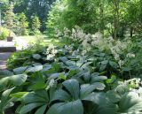 Rodgersia aesculifolia. Куртина цветущих растений. Санкт-Петербург, Ботанический сад БИН РАН, у ограды со стороны Аптекарского проезда, в культуре. 19.06.2021.