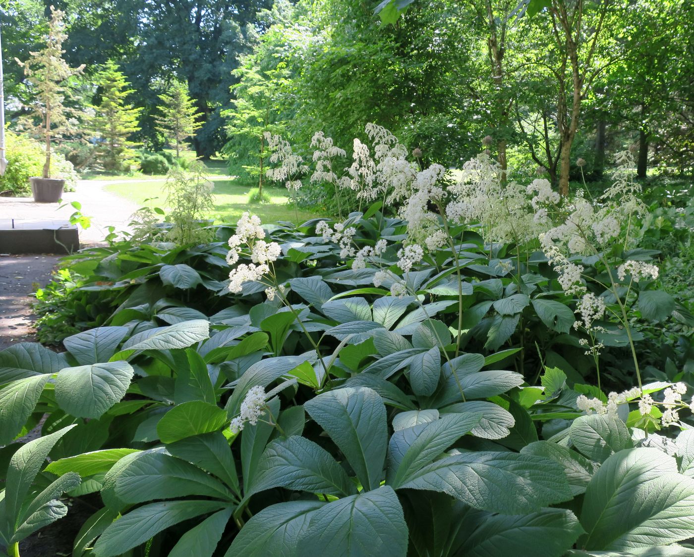 Изображение особи Rodgersia aesculifolia.