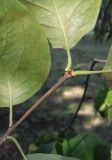 Syringa amurensis