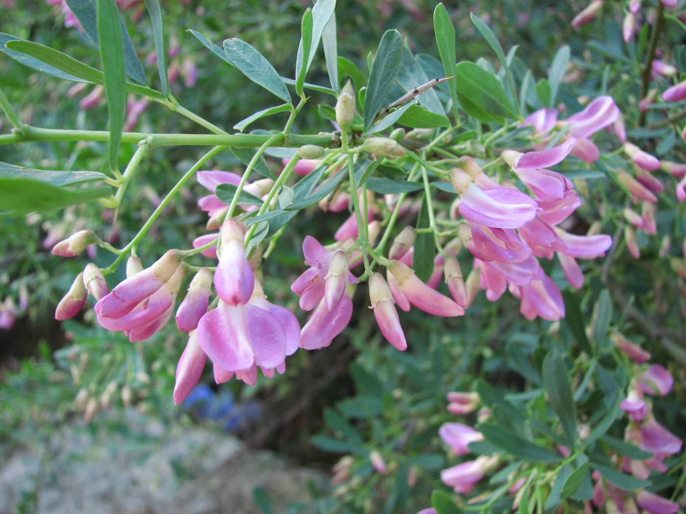 Image of Halimodendron halodendron specimen.
