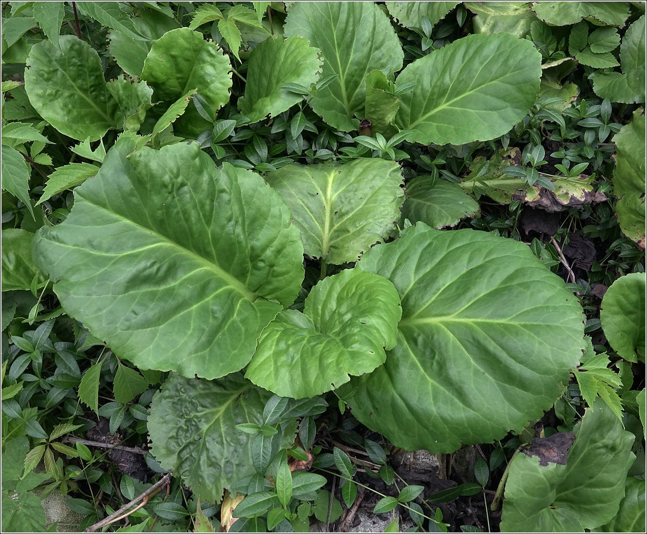 Image of Bergenia crassifolia specimen.