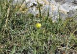 Potentilla callieri. Цветущее растение. Крым, г. Симферополь, окр. мкр-на Пневматика, кромка куэсты. 21.08.2021.