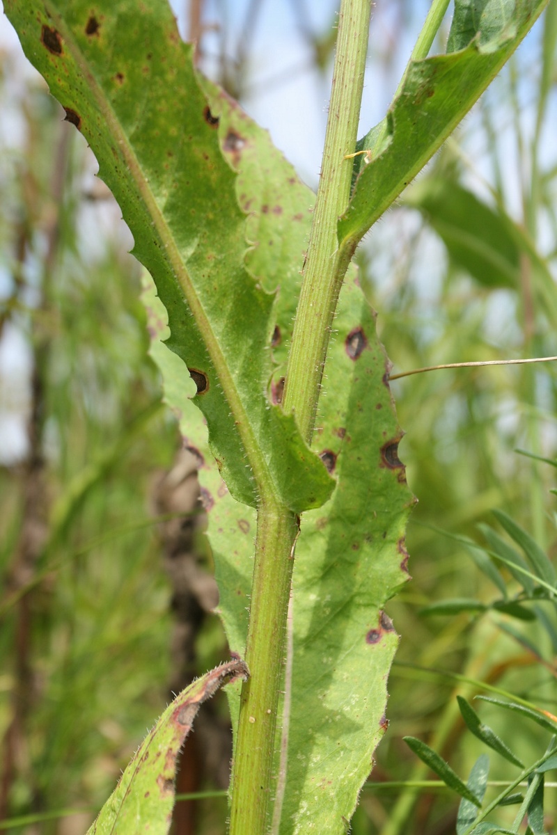 Image of Picris hieracioides specimen.