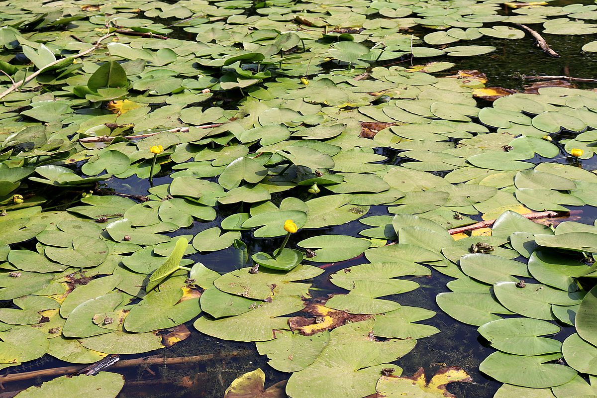 Изображение особи Nuphar lutea.