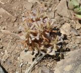 genus Phelipanche