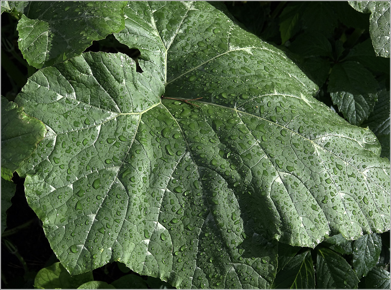 Image of Cucurbita pepo specimen.