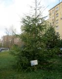 Larix sibirica. Вегетирующее дерево. Высажено студентами в 2010 году. Москва, Лефортово, территория МТУСИ (Московский технический университет связи и информатики). 15.10.2020.