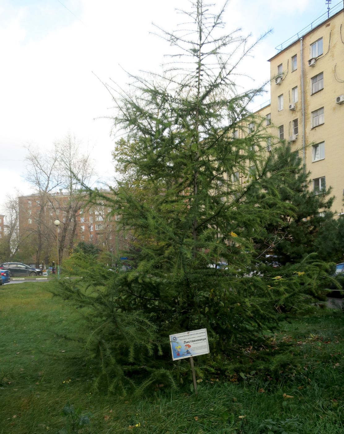 Image of Larix sibirica specimen.