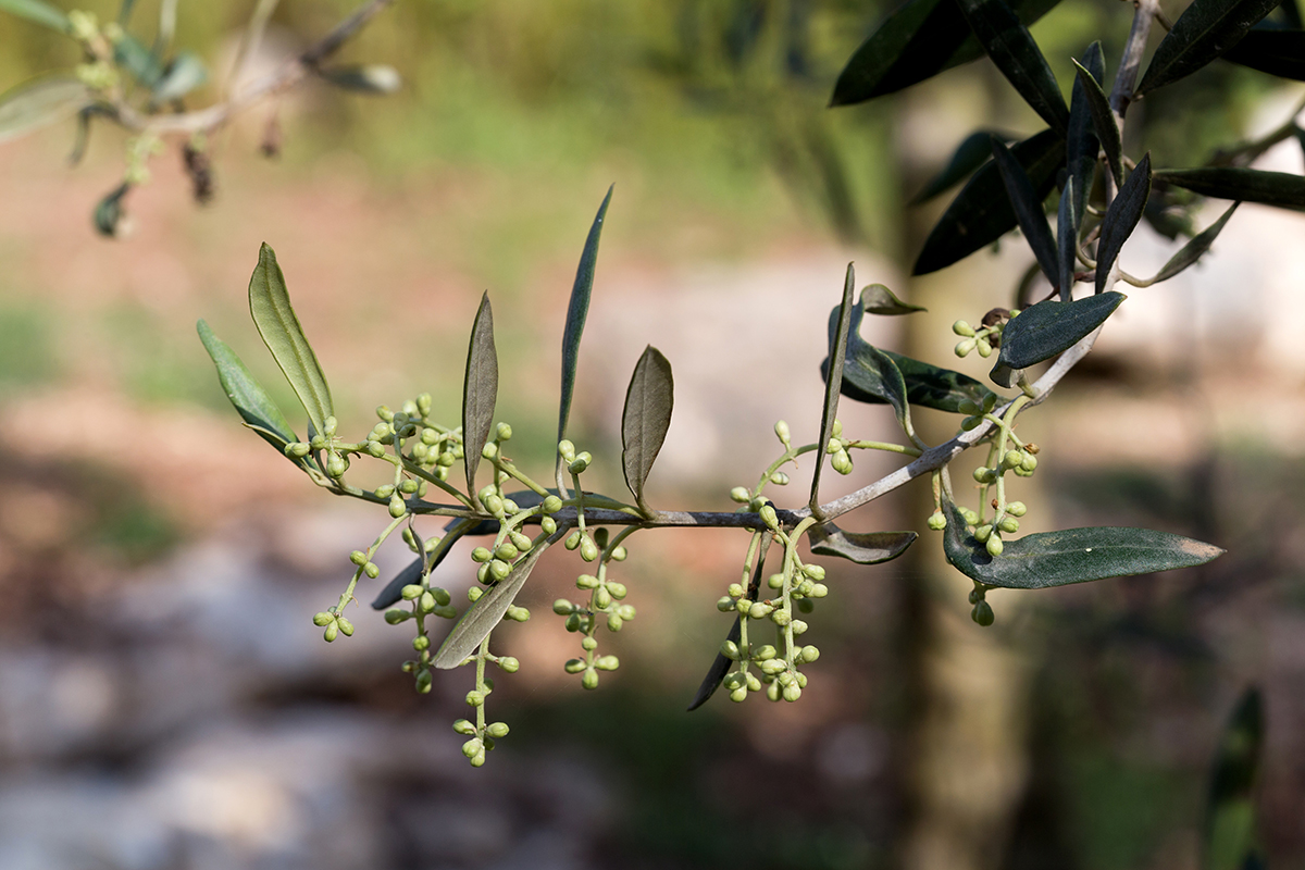 Изображение особи Olea europaea.