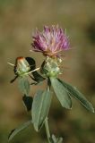 Centaurea iberica