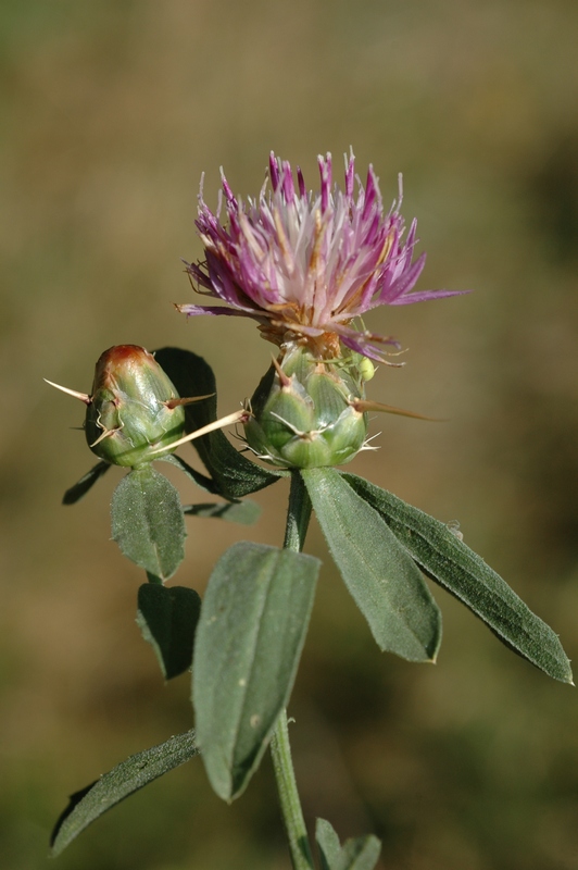 Image of Centaurea iberica specimen.