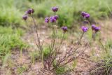 Dianthus pseudarmeria. Цветущие растения. Ростовская обл., Мясниковский р-н, окр. хут. Недвиговка, Каменная балка, глинистый склон. 12.06.2021.