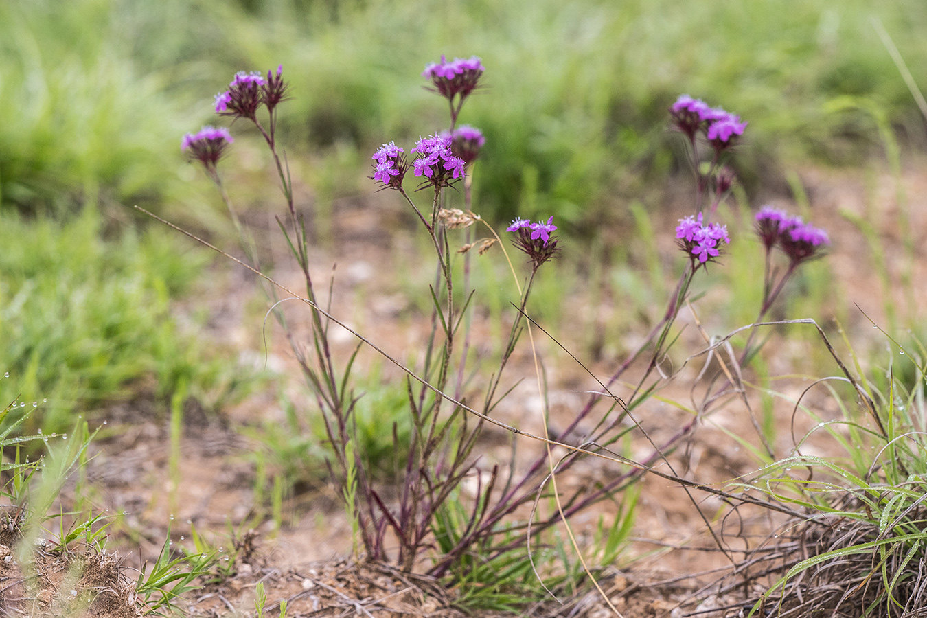 Image of Dianthus pseudarmeria specimen.