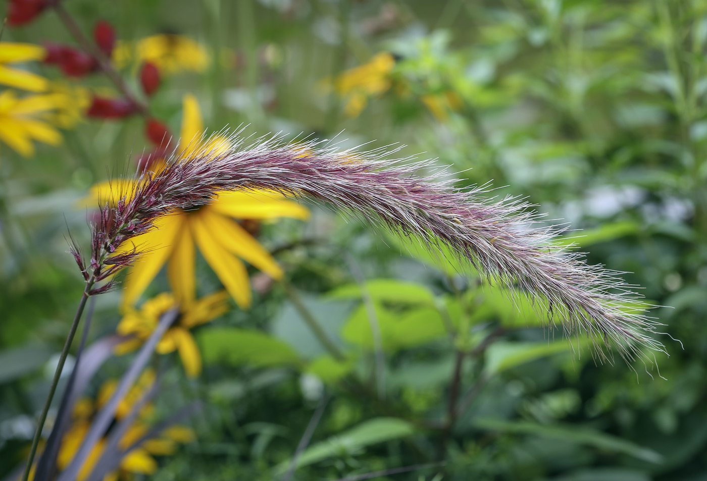 Image of Pennisetum setaceum specimen.