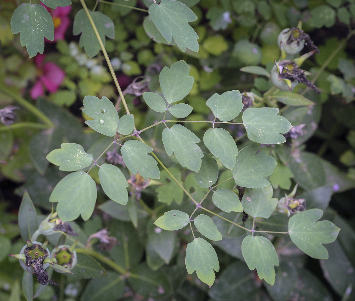 Изображение особи Thalictrum delavayi.