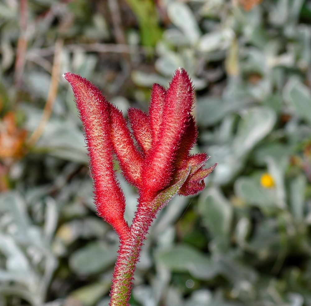 Изображение особи род Anigozanthos.