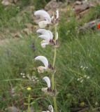 genus Salvia