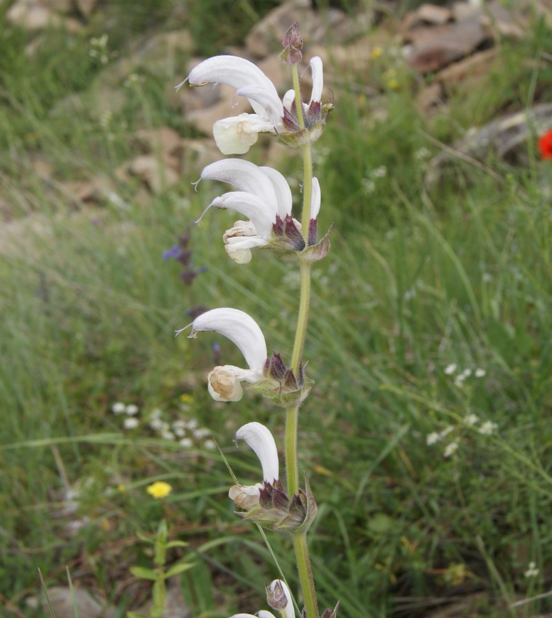 Изображение особи род Salvia.