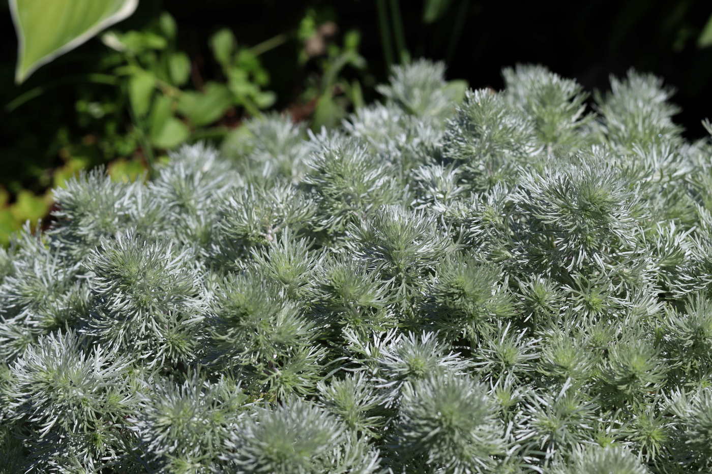 Изображение особи Artemisia schmidtiana.