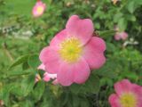 Rosa