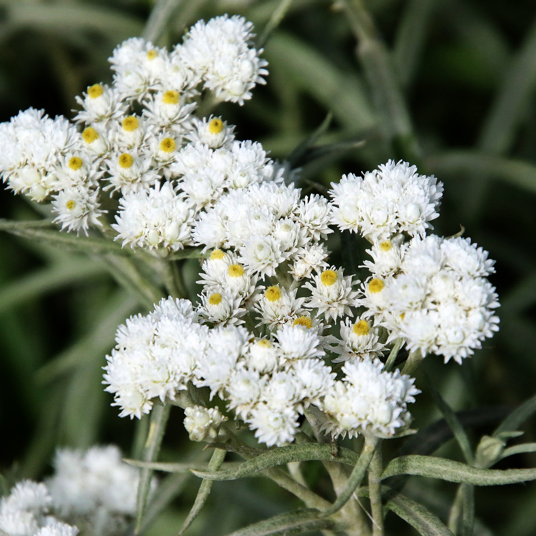 Image of Anaphalis margaritacea specimen.