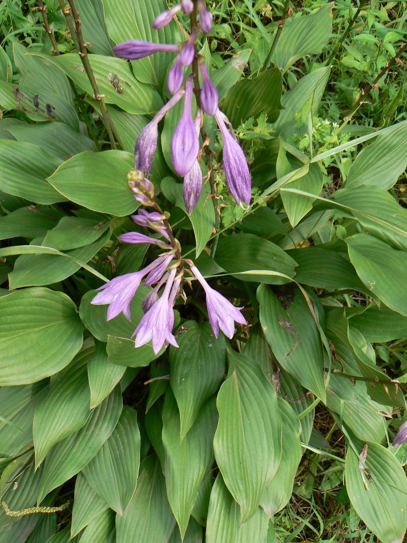 Image of Hosta albomarginata specimen.