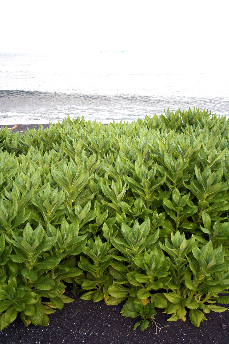 Image of Senecio pseudoarnica specimen.