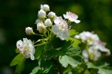 Crataegus microphylla. Ветвь с цветами и бутонами. Краснодарский край, Лазаревский р-н, мкр-н Дагомыс, гора Успенка 220 м н.у.м., лес. 03.05.2022.