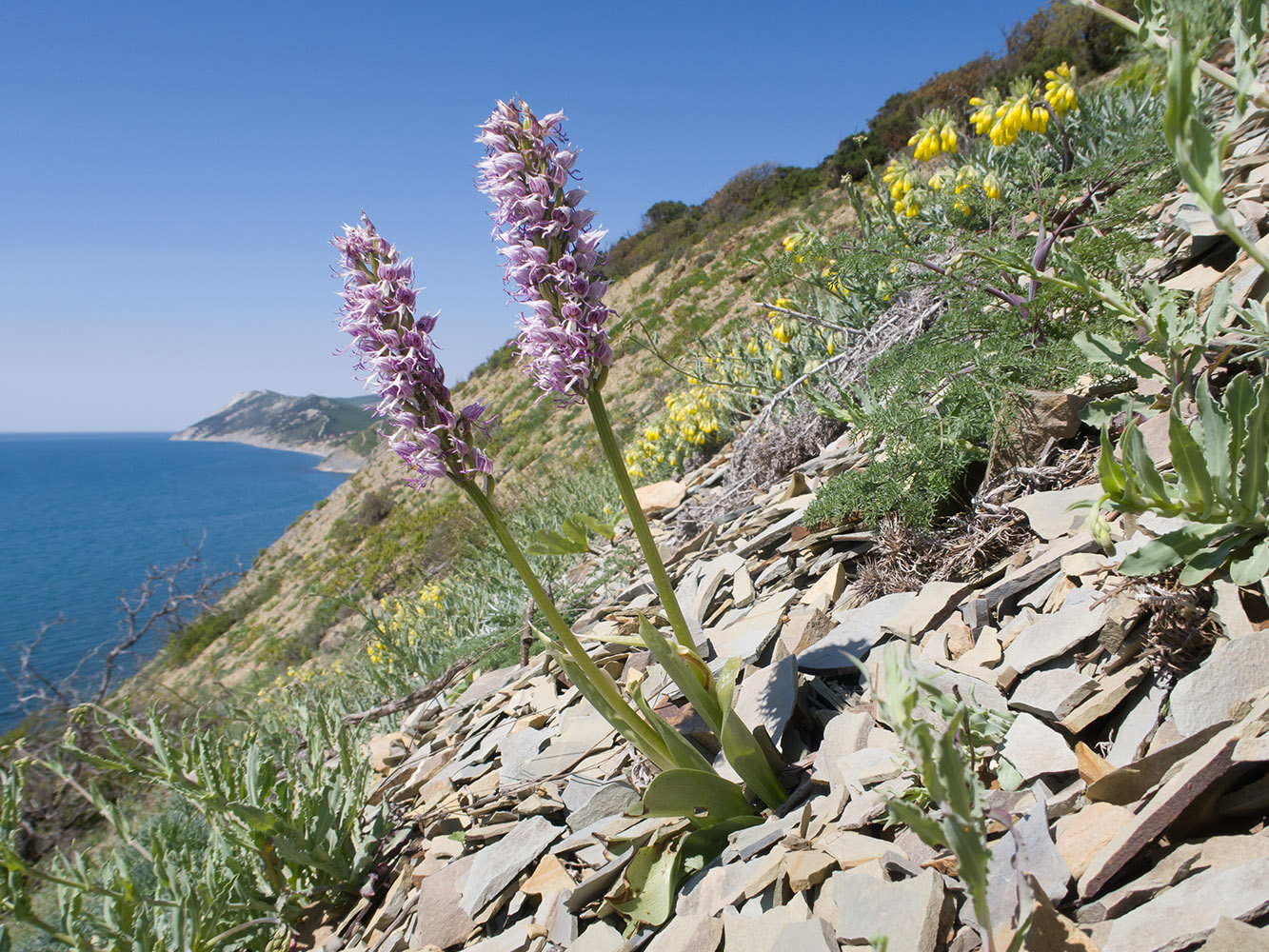 Image of Orchis simia specimen.