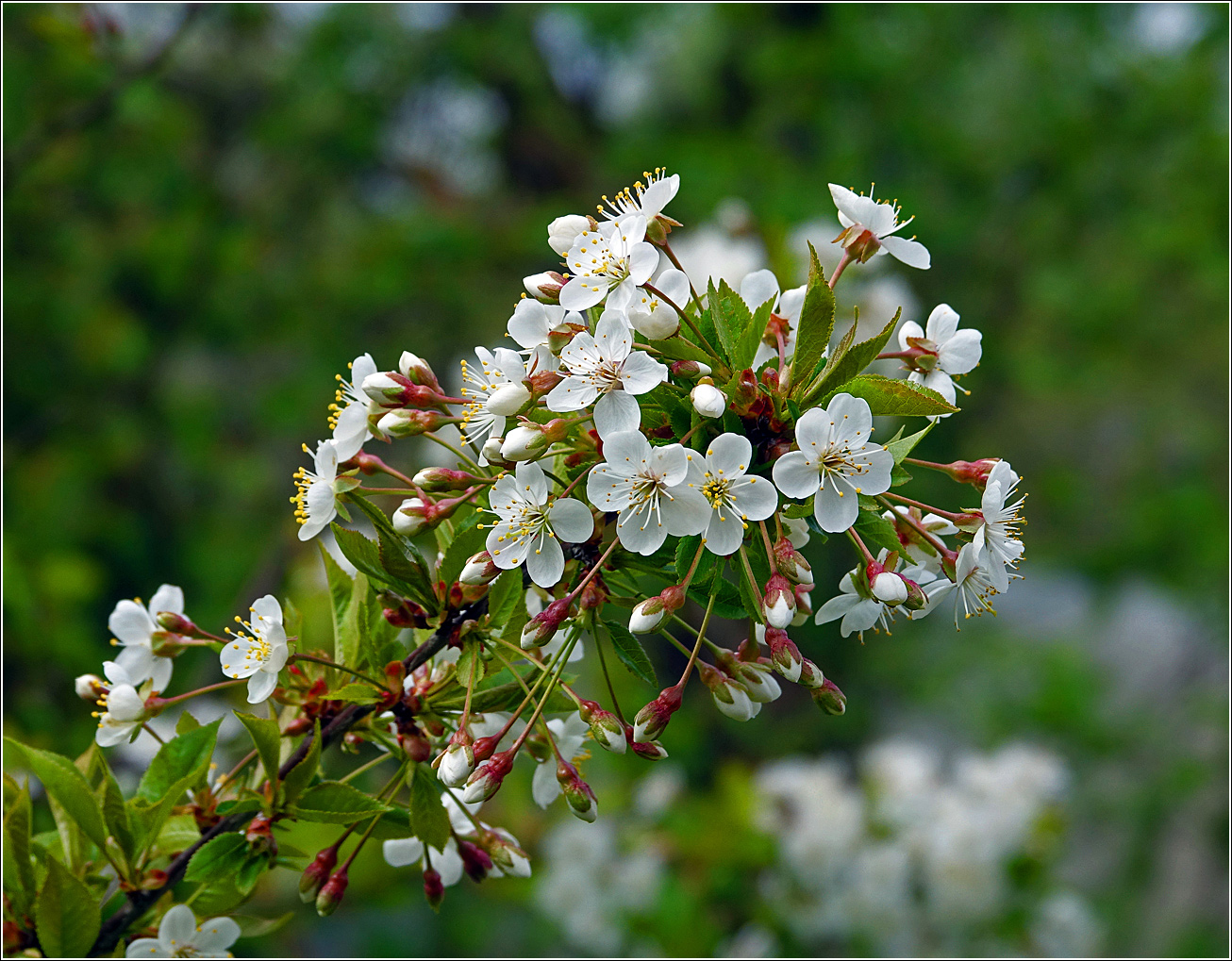 Изображение особи Cerasus vulgaris.